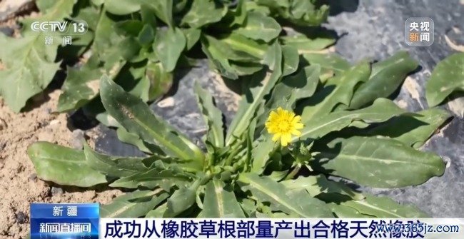 从橡胶草提取合格天然橡胶，已实现量产